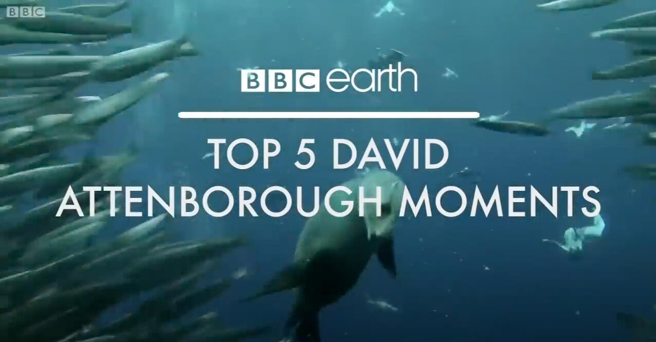 Best Moments of David Attenborough (Russian)